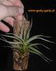 Tillandsia-albida.jpg