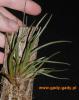 Tillandsia-albertiana.jpg