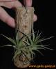 Tillandsia-aeranthos.jpg