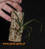Tillandsia-bulbosa.jpg