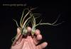 Tillandsia bulbosa.jpg