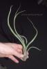 Tillandsia baileyi.jpg