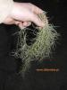 usneoides.jpg