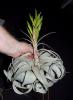 Tillandsia xerographica big.jpg