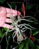 Tillandsia pruinosa.jpg