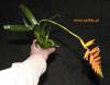 vriesea-1.jpg