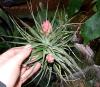 Tillandsia meridionalis.jpg