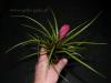 Tillandsia cyanea mini.jpg