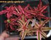 Cryptanthus-mini.jpg