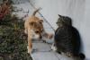 DSC00520.JPG