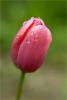 tulipan25674-duzy.jpg