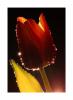 IMG_5er384 copy.jpg