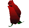 roza.gif