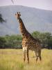 240px-Giraffe_standing.jpg
