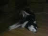 PIC_0093.JPG