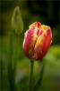 tulipan8-duzy.jpg