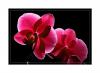 0410 20orchide3.jpg