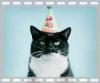 th_birthday_cat-1.jpg