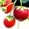 Strawberry 4.jpg