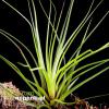 Tillandsia tricolor.JPG
