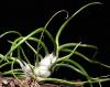 tillandsia bulbosa ( malutka).JPG