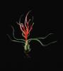 tillandsia bulbosa ( dorosła kwitnąca).JPG
