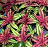 cryptanthus sp..JPG