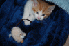 kot.gif