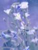 1305961_niewinnie-.jpg