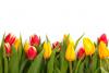 tulips-isolated-871297440134LZK.jpg