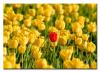 kwiaty-tulipany-foto-obr_56.jpg