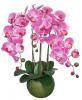 orchidea-storczyk-xl-90c_3155.jpg