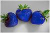 1108321615_gal_truskawki_blue11.jpg