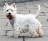 west_highland_white_terrier431.44755244755x_1191991409515.jpg