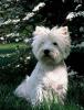 west_highland_white_terrier.jpg