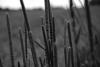 DSC_3117 copy.jpg