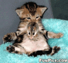 CatandMouse2.gif