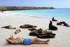 galapagos_seals_beach.jpg