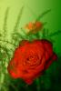 0610 725 copy.jpg