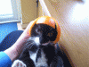 kat.gif