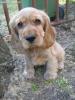 16057_67_2431_cocker-spaniel.jpg