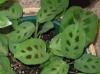 maranta2.jpg