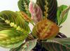 maranta.jpg
