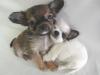 chihuahua-2.jpg