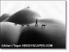 400-dogs-1-0406.jpg