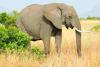 slon_przewodnik_Tanzania_serengeti.JPG