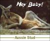 aussiestud.jpg
