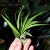 Tillandsia brachycaulos green.jpg
