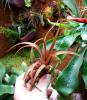 Tillandsia brachycaulos red.jpg
